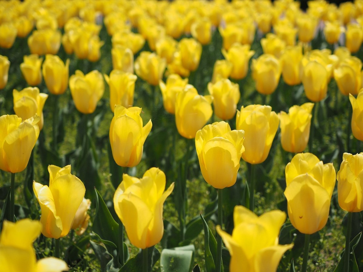 🌿 니가타 현립 식물원 (니가타 켄리츠 쇼쿠부츠엔) 이미지 5